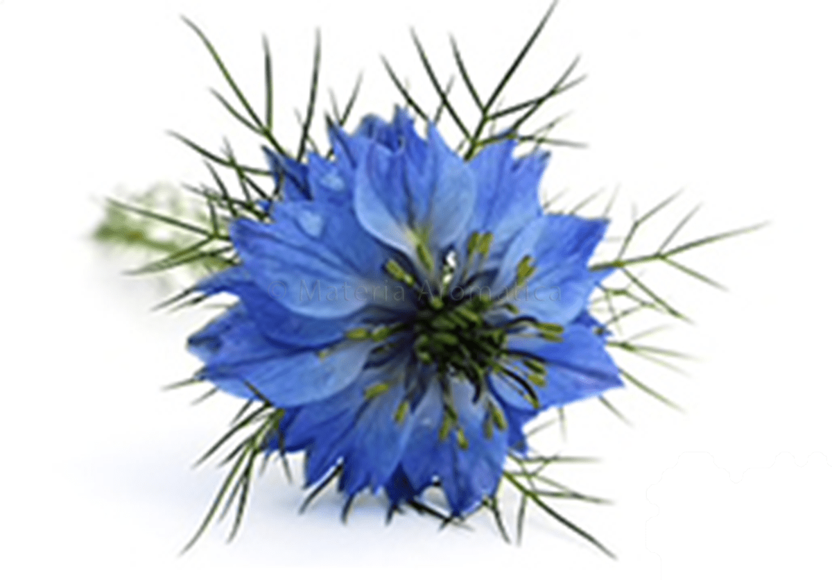Black Seed Nigella Sativa Materia Aromatica